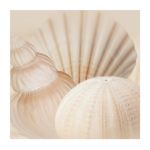 Shells