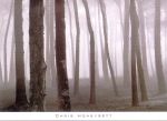 Trees in Fog