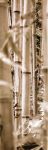 Bamboo Grove I