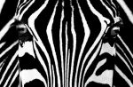 ZEBRA ZEBRA