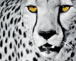GEPARD