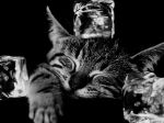 COOL CAT