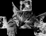 COOL CAT