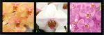 Orchidea