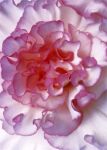 BEGONIA