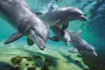 DELFINY DELFINY