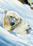 Miś Polarny + Miś Polarny +