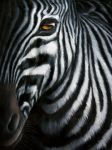 Zebra  +