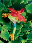 Tree Frog with Orchid Tree Frog with Orchid