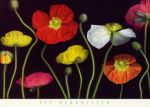 Poppy Garden 2  +