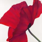 Papaver 2  +