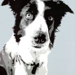 Collie + Collie +