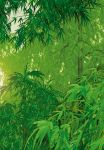 BAMBUSY