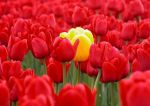 fototapeta TULIPANY