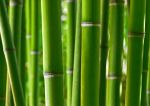 fototapeta BAMBUSY fototapeta BAMBUSY