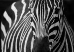 fototapeta ZEBRA fototapeta ZEBRA