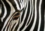 fototapeta ZEBRA fototapeta ZEBRA