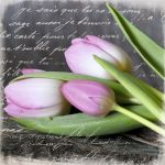 TULIPANY