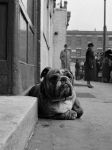 LENIWY BULDOG LENIWY BULDOG