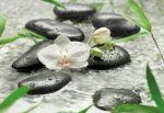 fototapeta ORCHIDEA NA KAMIENIACH