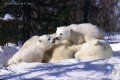 POLAR BEARS