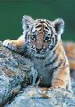 TIGER CUB