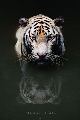 BENGAL TIGER