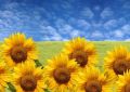 beautiful sunflowers with green grass and blue sky - fototapeta