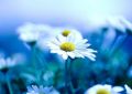 Margeriten in Blau - fototapeta