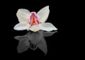 Biala Orchidea - fototapeta