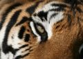 eye of the Tiger - fototapeta eye of the Tiger - fototapeta