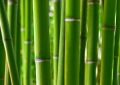 Bamboo forest - fototapeta
