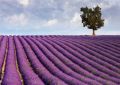 Lavender field and a lone tree - fototapeta