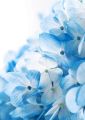 Hydrangea flowers background - fototapeta