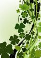 leaf clovers - fototapeta