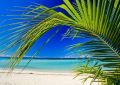 plage et palmier - fototapeta