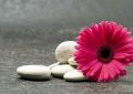Gerbera pink - fototapeta