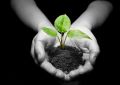 plant in hands - fototapeta