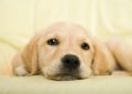 Golden retriever puppy - fototapeta