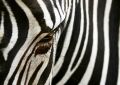 zebra - fototapeta