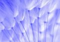 blue dandelion seeds - fototapeta