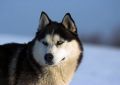 Husky - fototapeta