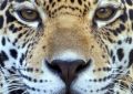 Leopard - fototapeta Leopard - fototapeta