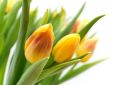 Zolte Tulipany - fototapeta