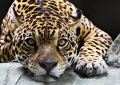 Jaguar - fototapeta Jaguar - fototapeta
