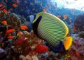 emperor angelfish - fototapeta emperor angelfish - fototapeta