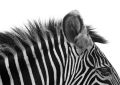 Gorgeous Zebra! - fototapeta