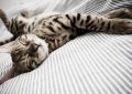 cat asleep - fototapeta