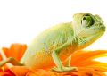 Chameleon on flower. Isolation on white - fototapeta