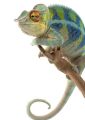 Ambanja Panther Chameleon - fototapeta